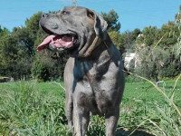 mastino abruzzese